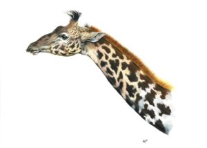 Giraffe - Print