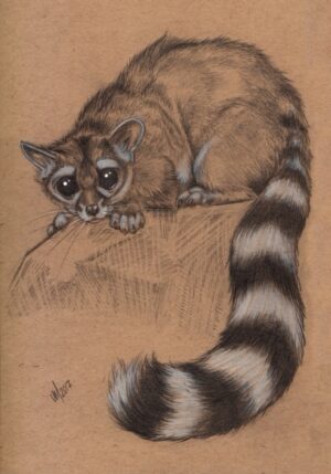 Ringtail - Original artwork