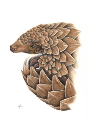 Pangolin - Print