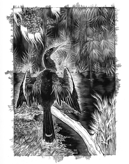 Anhinga - Print
