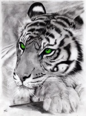 Spring Tiger - Print