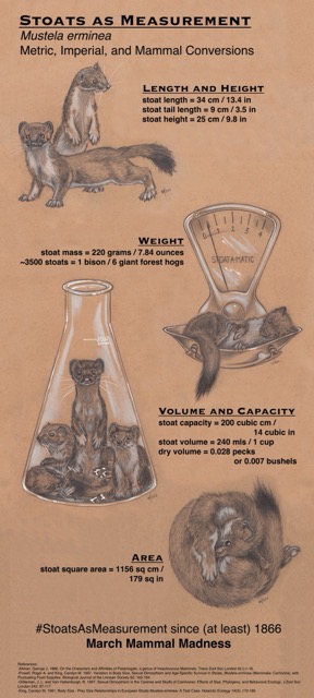 Stoats as Measurement - Print